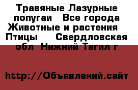 Травяные Лазурные попугаи - Все города Животные и растения » Птицы   . Свердловская обл.,Нижний Тагил г.